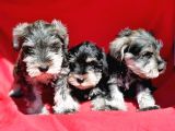 Irk Ve Sağlik Garanti̇si̇yle Mi̇nyatür Schnauzer Yavrular