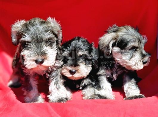 Irk Ve Sağlik Garanti̇si̇yle Mi̇nyatür Schnauzer Yavrular görsel