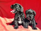 Irk Ve Sağlik Garanti̇si̇yle Mi̇nyatür Schnauzer Yavrular