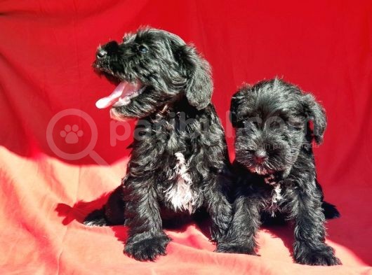 Irk Ve Sağlik Garanti̇si̇yle Mi̇nyatür Schnauzer Yavrular görsel
