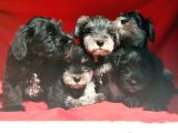 Irk Ve Sağlik Garanti̇si̇yle Mi̇nyatür Schnauzer Yavrular
