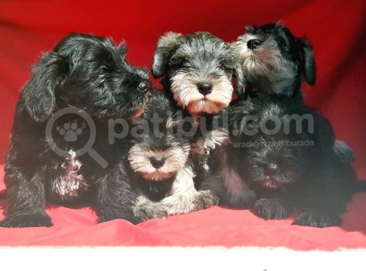 Irk Ve Sağlik Garanti̇si̇yle Mi̇nyatür Schnauzer Yavrular görsel