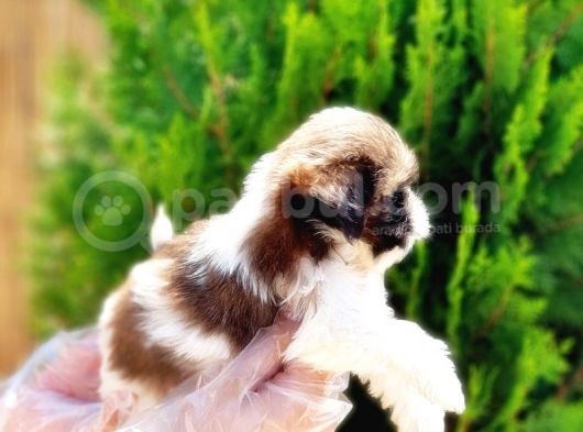 Mükemmel Kali̇tede Shi̇h Tzu Yavrular görsel