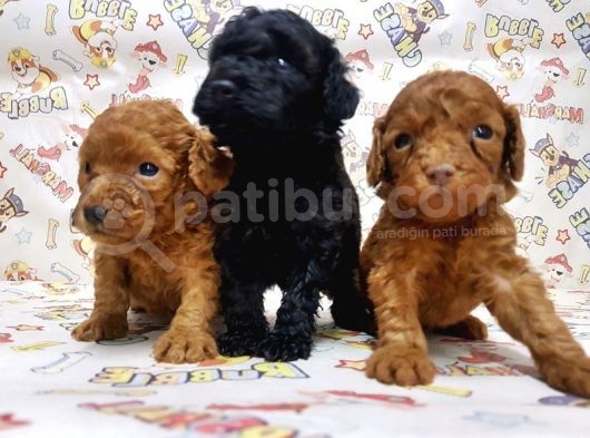 Si̇yah Toy Poodle Yavrular
