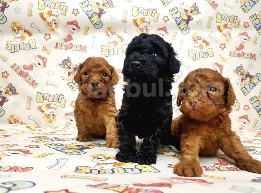 Si̇yah Toy Poodle Yavrular görsel