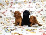 Si̇yah Toy Poodle Yavrular