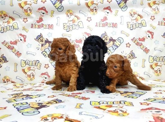 Si̇yah Toy Poodle Yavrular görsel