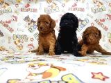 Si̇yah Toy Poodle Yavrular