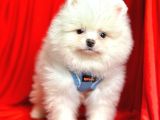 Ayıcık Surat Boo Pomeranian Yavrular