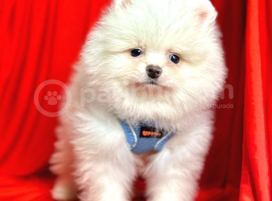 Ayıcık Surat Boo Pomeranian Yavrular görsel
