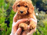 Red Üst Erkek Toy Poodle