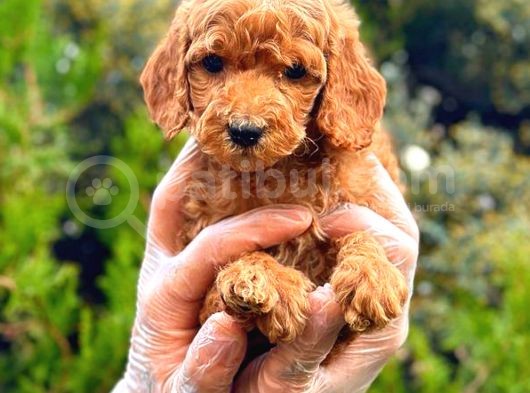 Red Üst Erkek Toy Poodle görsel