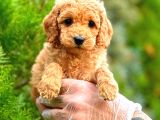 Toy Poodle Di̇şi̇