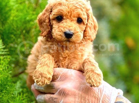 Toy Poodle Di̇şi̇ görsel