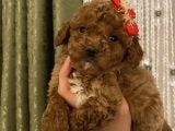 Redbrown Tüyleriyle Mükkemmel Poodle Bebekler