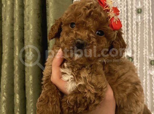 Redbrown Tüyleriyle Mükkemmel Poodle Bebekler görsel