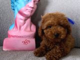 Orjinal Redbrown 3 Karma Aşılı Toy Boy Büyümeyen Poodle