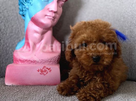 Orjinal Redbrown 3 Karma Aşılı Toy Boy Büyümeyen Poodle görsel