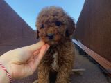 Redbrown Tüyleriyle Mükkemmel Poodle Bebekler