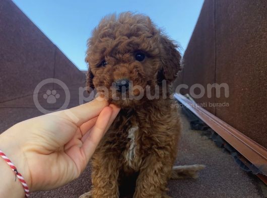 Redbrown Tüyleriyle Mükkemmel Poodle Bebekler görsel