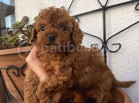 Ev Doğumlu Poodle Bebekler görsel