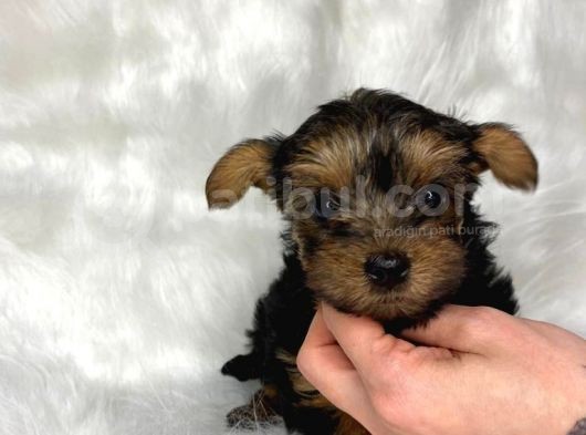 Orjinal Silvergold Teacup Yorkshire Annealtından görsel