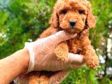 RED ÜST ERKEK TOY POODLE