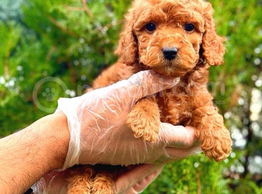 Red Üst Erkek Toy Poodle