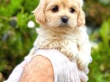 Teacup Sütlü Kahveli̇ Malti̇po Di̇şi̇