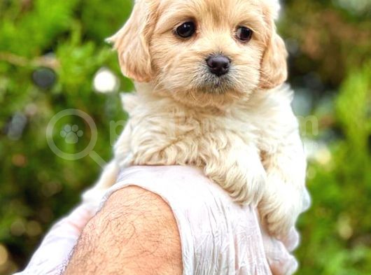 Teacup Sütlü Kahveli̇ Malti̇po Di̇şi̇ görsel
