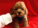 Toy Poodle Mini Boy Yavrular