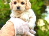 Teacup Sütlü Kahveli̇ Malti̇po Di̇şi̇