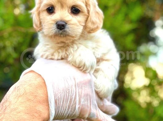 Teacup Sütlü Kahveli̇ Malti̇po Di̇şi̇ görsel