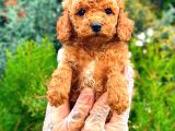 RED TOY POODLE ERKEK