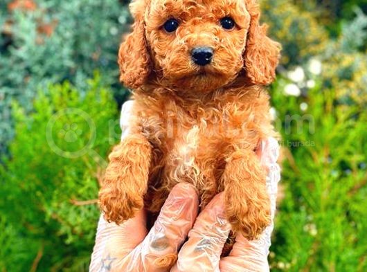 Red Toy Poodle Erkek