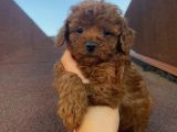 Redbrown Tüyleriyle Mükkemmel Poodle Bebekler