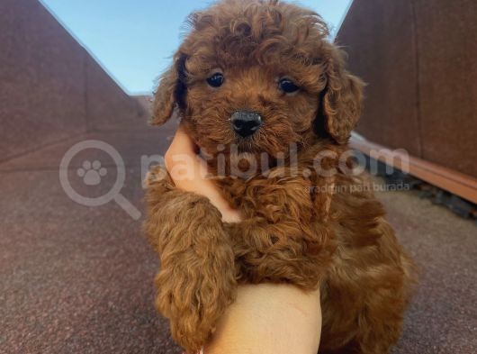 Redbrown Tüyleriyle Mükkemmel Poodle Bebekler görsel