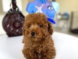 Orjinal redbrown 3 karma aşılı toy boy büyümeyen poodle