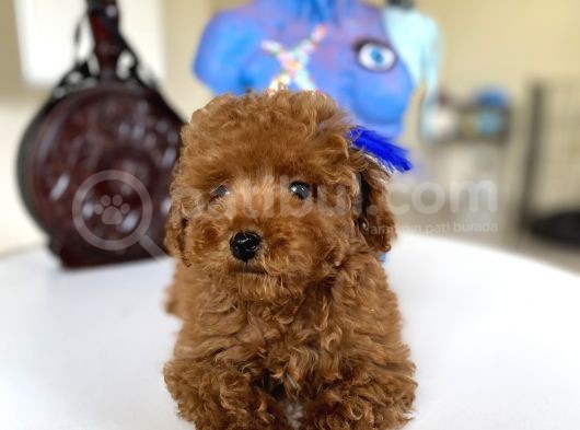 Orjinal Redbrown 3 Karma Aşılı Toy Boy Büyümeyen Poodle