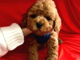 Toy Poodle Mini Boy Yavrular
