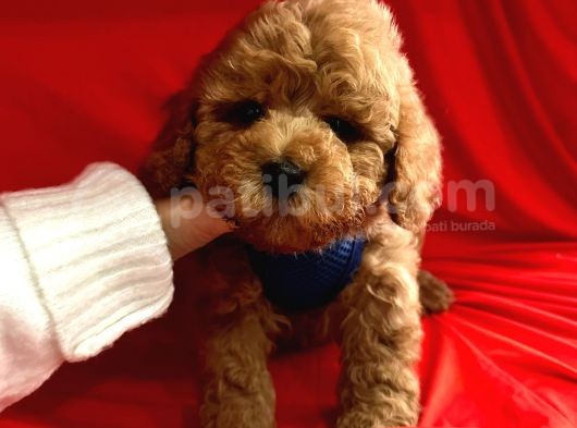 Toy Poodle Mini Boy Yavrular