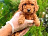 Red Üst Erkek Toy Poodle