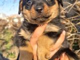 Rottweiler bebeğimiz