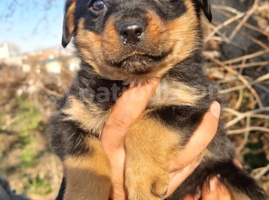 Rottweiler Bebeğimiz