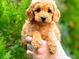 Toy Poodle Di̇şi̇