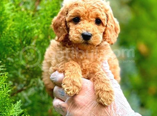 Toy Poodle Di̇şi̇ görsel