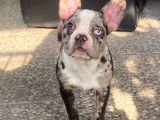 Blue Merle Özel Renk French Bulldog