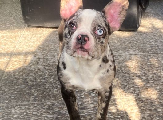 Blue Merle Özel Renk French Bulldog görsel