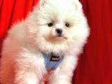 Ayıcık Surat Boo Pomeranian Yavrular