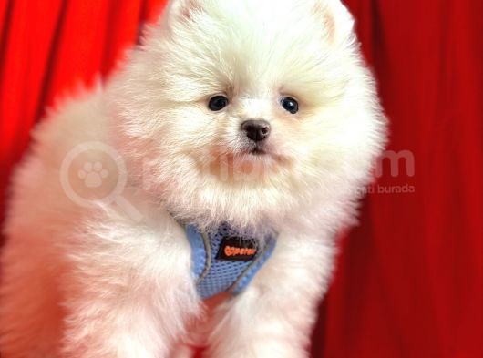 Ayıcık Surat Boo Pomeranian Yavrular görsel